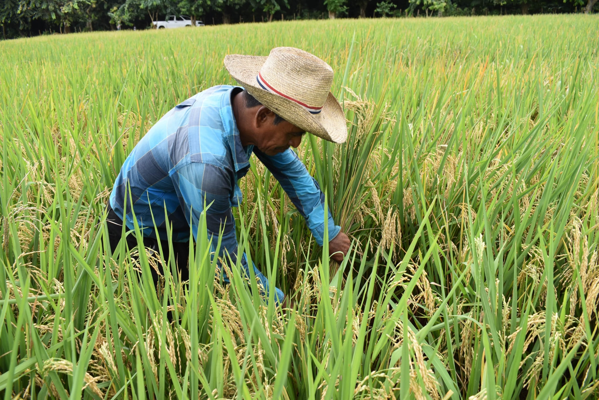 cosecha arroz ICTA Robusta